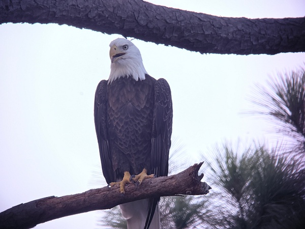 IMG_1241 - Digiscope - Spunkysphotos