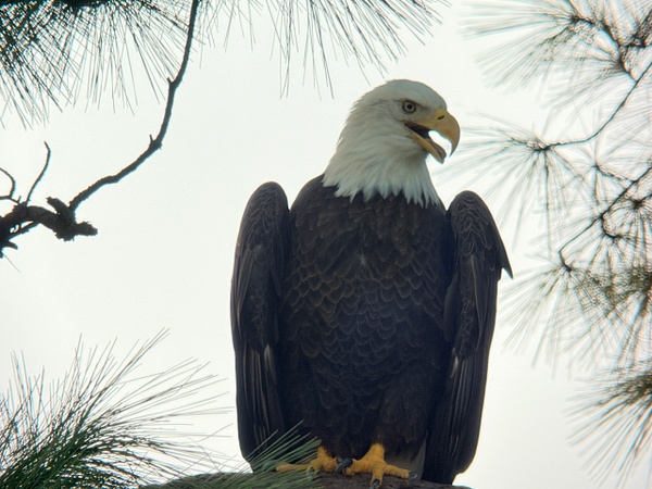 IMG_1226 - Digiscope - Spunkysphotos