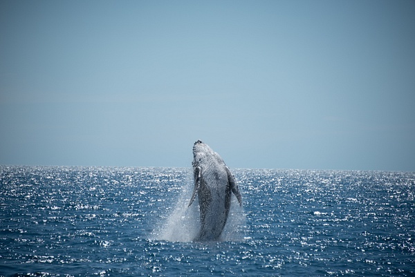 whaleOriginal-DSC_2488 - Wildlife - Spunkysphotos
