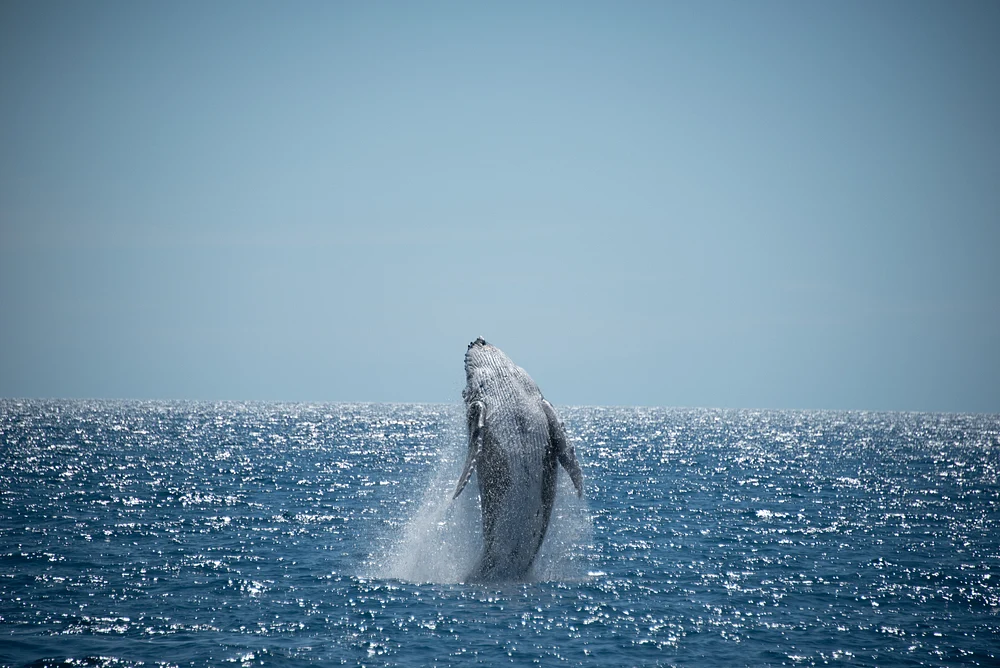 whaleOriginal-DSC_2488