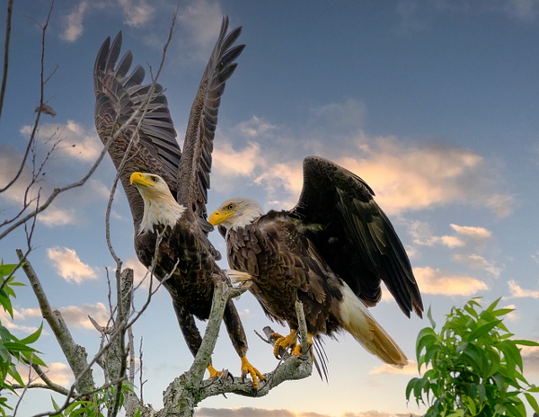 GEE_5187-Edit - Birds - Spunkysphotos
