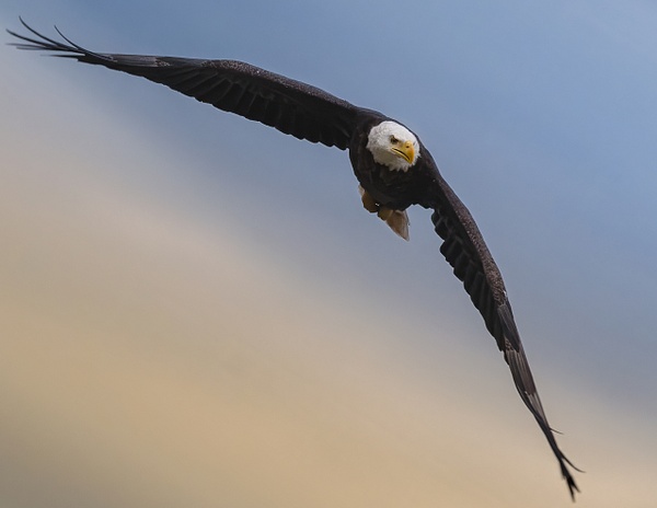 MON_4479-Edit - Birds - Spunkysphotos