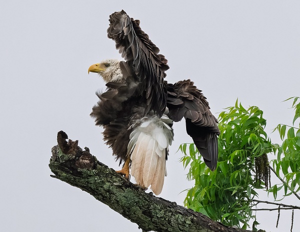AAV_8440-DxO_DeepPRIME XD2s - Birds - Spunkysphotos