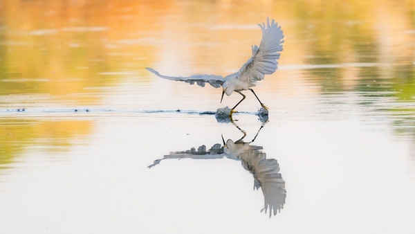TMV_9887 - Birds - Spunkysphotos