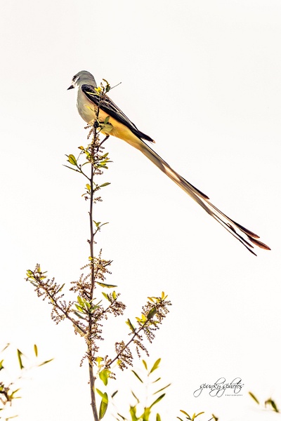 RST_0448 - Birds - Spunkysphotos