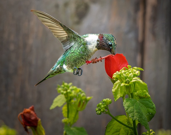 GHM_5446 - Birds - Spunkysphotos