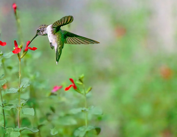 DSC_4844-Edit-Edit - Birds - Spunkysphotos
