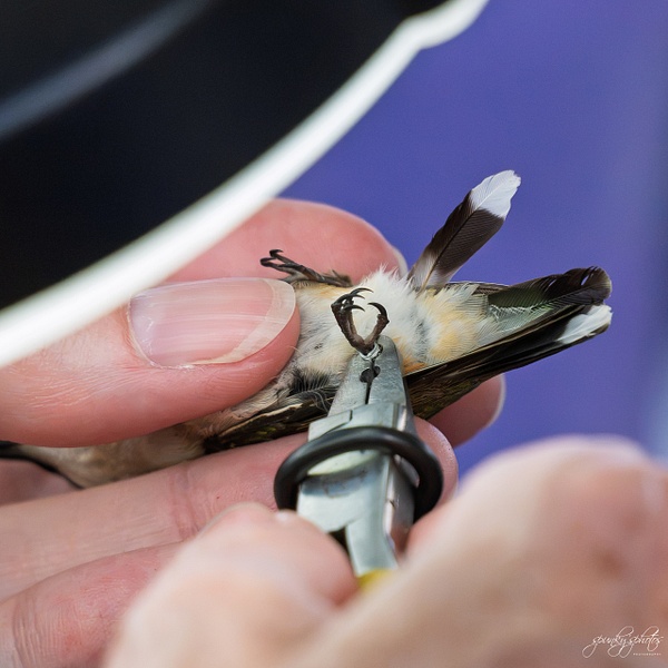 HMM_3273 - Birds - Spunkysphotos