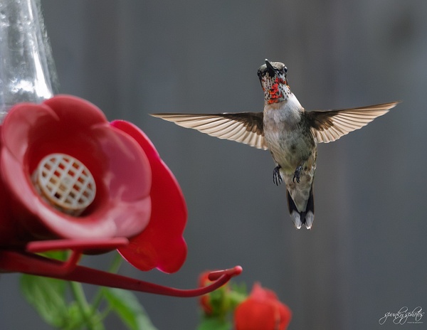 HLL_0874 - Birds - Spunkysphotos
