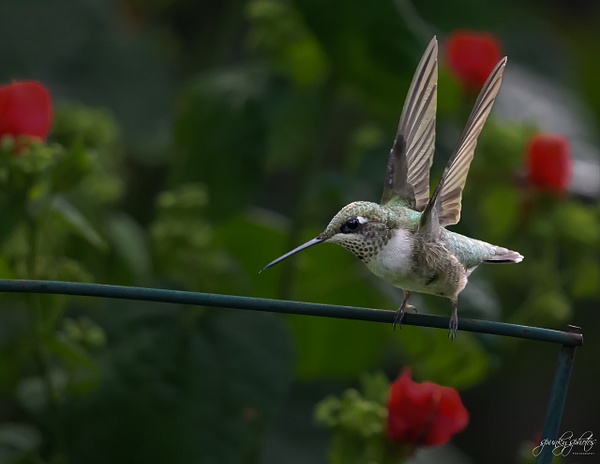 HMM_1393-Edit - Birds - Spunkysphotos