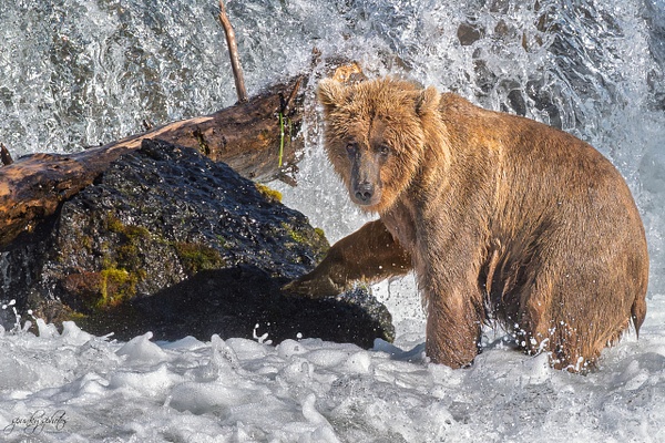 AL2_2317 - Wildlife - Spunkysphotos
