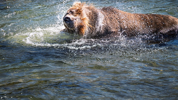 AC2_7148 - Wildlife - Spunkysphotos