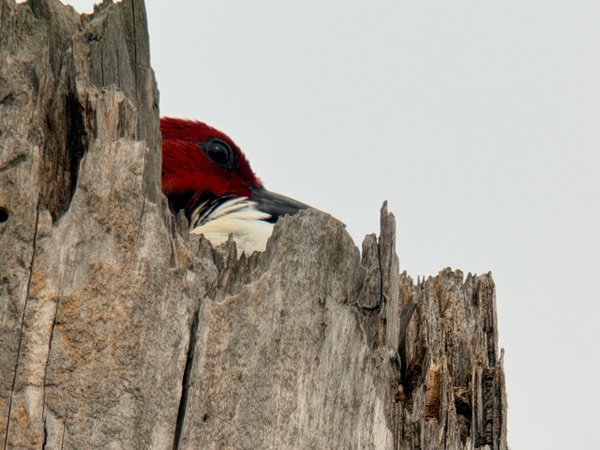 IMG_1263 - Digiscope - Spunkysphotos