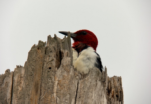 IMG_1261 - Digiscope - Spunkysphotos
