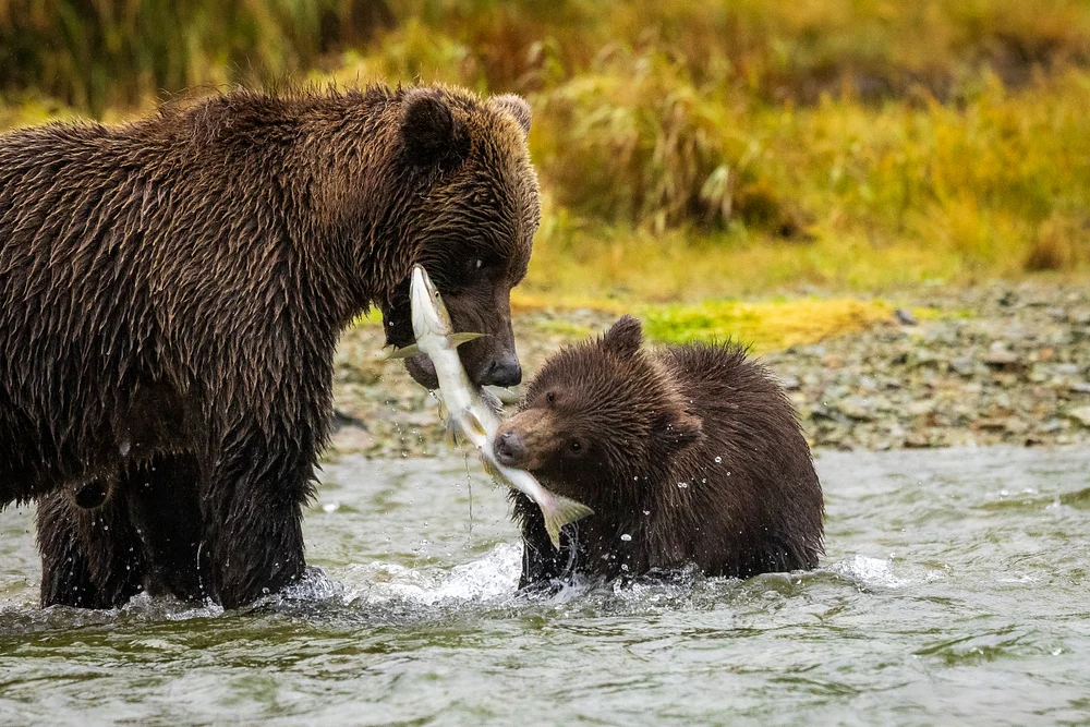 Tender Grizzly Bear Family Fishing Together