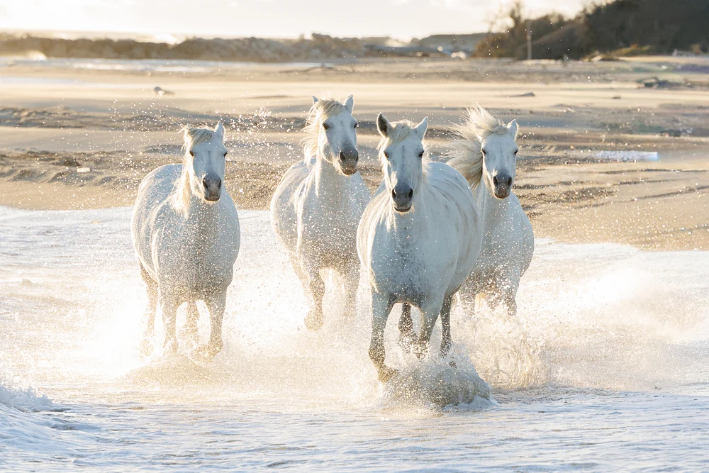 Galloping White Horses Splashing Through Shallow Waters