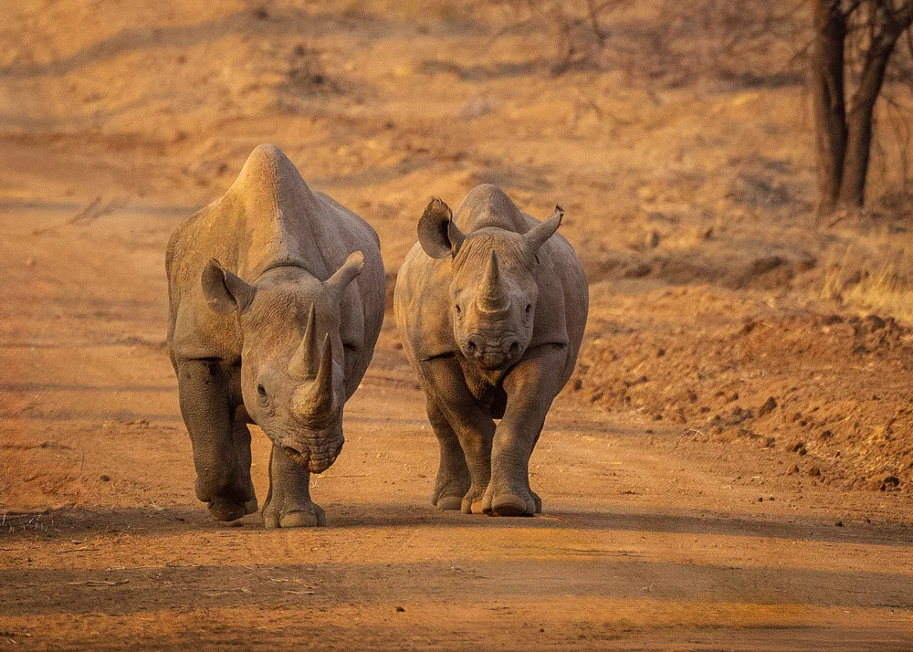 Endearing Rhinos Strolling Through Dry Landscape