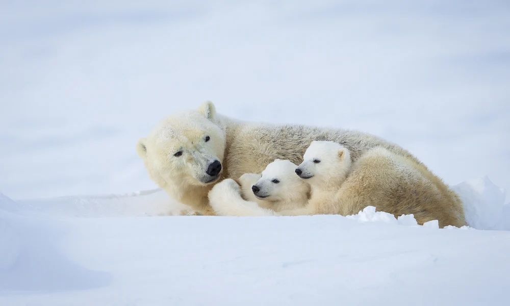 Tender Polar Bear Family Nestled in Snow