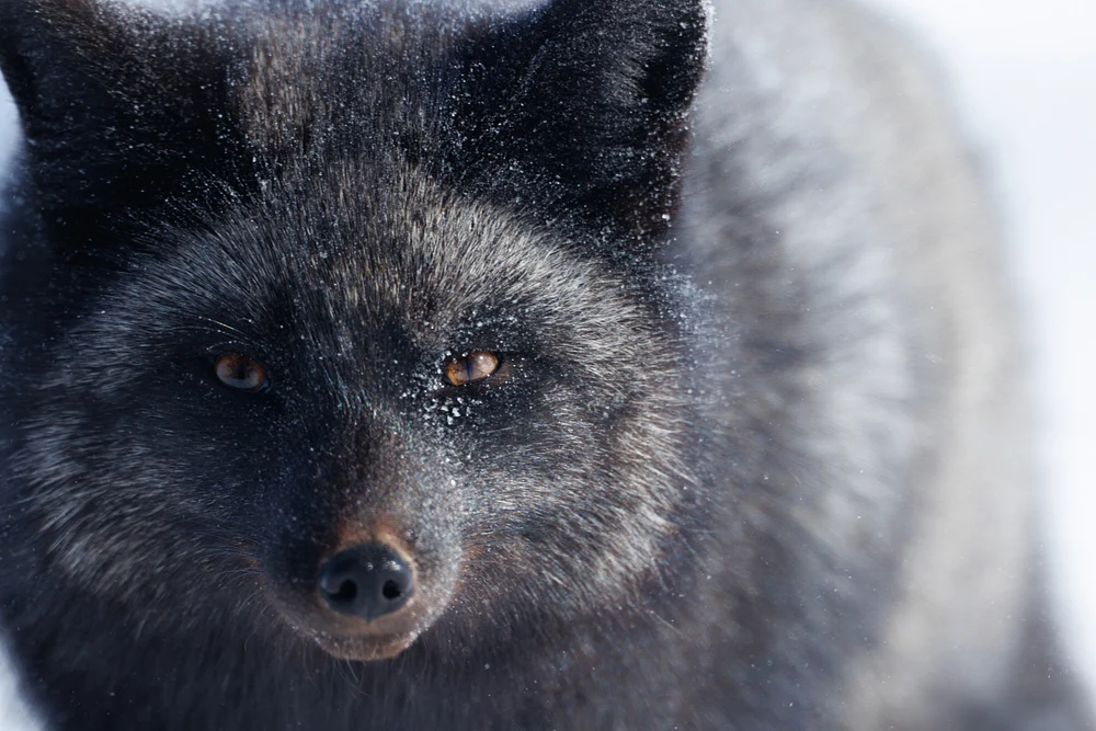 Intriguing Arctic Fox in Snowy Habitat