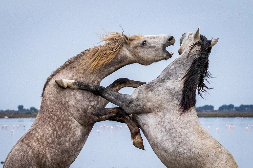 Dynamic Horses Engaging in Playful Combat