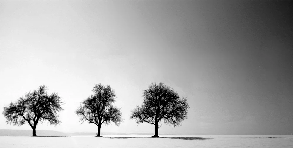Tranquil Winter Landscape with Three Bare Trees