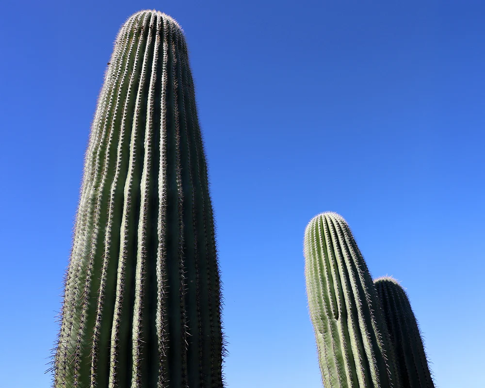 Majestic Saguaro Cacti Under Clear Blue Sky