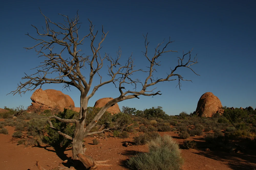 Eerie Landscape with Gnarled Tree and Rock Formations