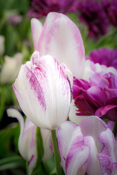 This elegant capture highlights the soft white petals decorated with a delicate magenta-violet margin that softly feathers down from the tips.  The beautiful soft-focused background of deep purple blooms created a natural, complementary contrast that emphasized the flower's fine edges and unique watercolor-like patterns.