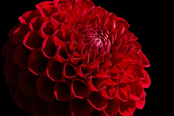 A macro fine art photograph titled Red Dahlia Bloom, featuring a vibrant red Dahlia Cornel flower with precise geometric petals spotlighted against a deep black background, shot in Vancouver