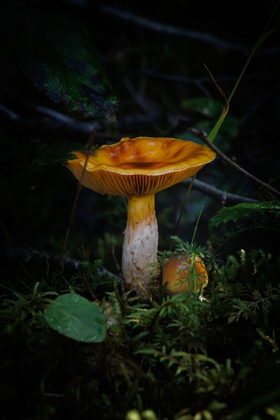 Macro photograph of two wild mushrooms at different life cycles nestled in deep green moss on the Nugget Falls trail near Mendenhall Glacier, Alaska, featuring a fully opened golden-orange canopy alongside a tiny, glossy button cap.
