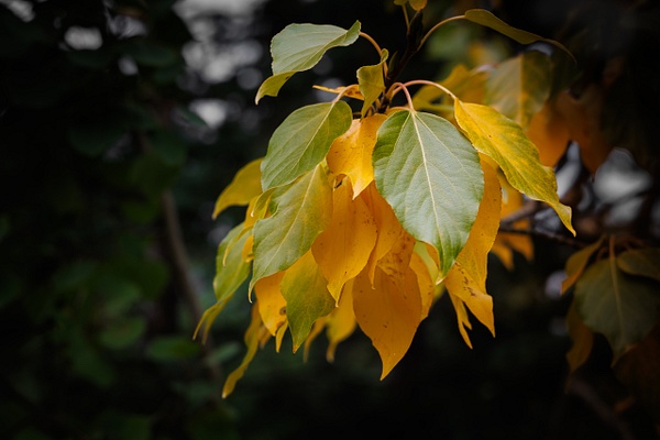 Close up macro photograph of a Balsam Poplar branch at Emerald Lake, Yukon, showcasing a contrast of late-summer jade green and glowing autumn amber yellow leaves against a dark, moody background