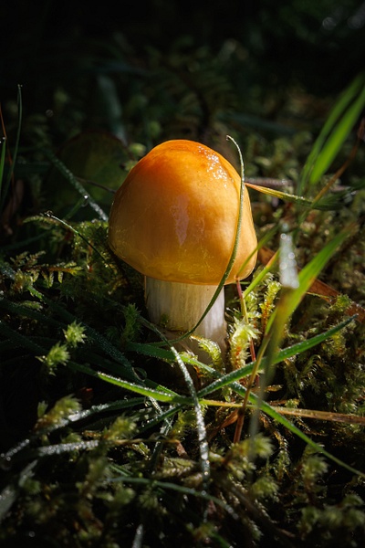 Macro photograph of a solitary wild mushroom with a glossy, wet-looking apricot orange and yellow cap emerging from deep green moss on the Nugget Falls trail near Mendenhall Glacier, Juneau, Alaska, backlit by a single ray of sunlight