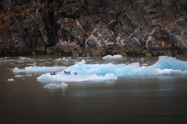 A sweeping horizontal view captures several harbor seals lounging peacefully atop a luminous, neon-blue iceberg floating within the waters of Endicott Arm, Alaska. The unique, opaque, milky-brown water surrounds the iceberg, creating a stark color contrast against the brilliant ice. In the background, the rugged textures of a massive, ancient dark rock cliffside tower over the scene, emphasizing the grand and pristine scale of the Alaskan wilderness.