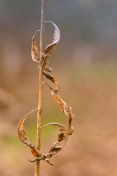 untitled-2 - Transient Beauty - Stephen Heidel Photography