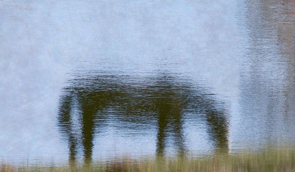 untitled-1 - Watering Hole - Stephen Heidel Photography