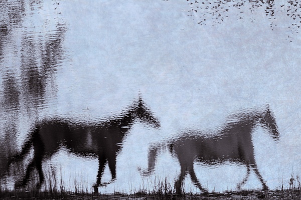 untitled-5 - Watering Hole - Stephen Heidel Photography