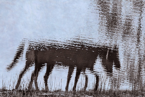 untitled-4 - Watering Hole - Stephen Heidel Photography