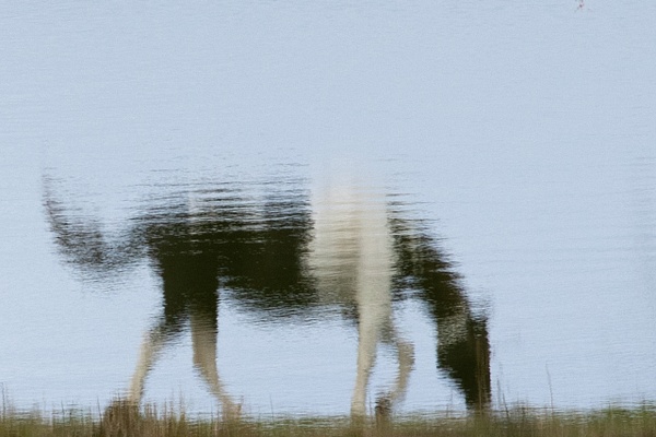 untitled-2 - Watering Hole - Stephen Heidel Photography