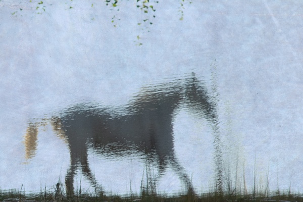 untitled-4 - Watering Hole - Stephen Heidel Photography