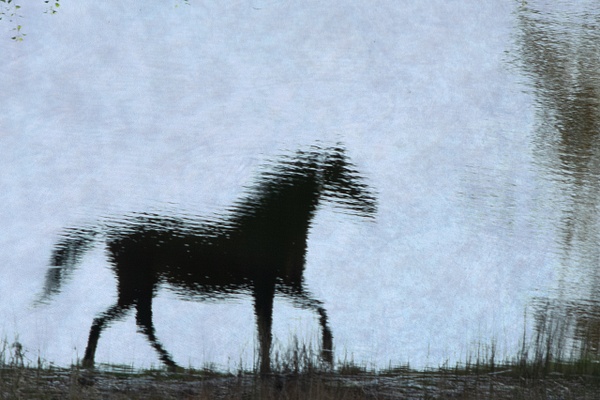 untitled-5 - Watering Hole - Stephen Heidel Photography