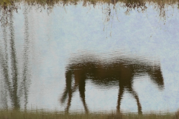 untitled-3 - Watering Hole - Stephen Heidel Photography