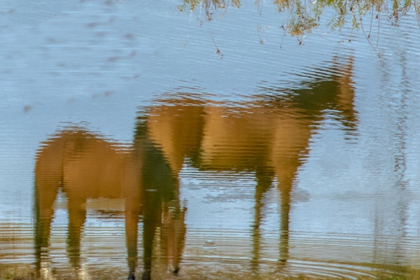 untitled-6 - Watering Hole - Stephen Heidel Photography