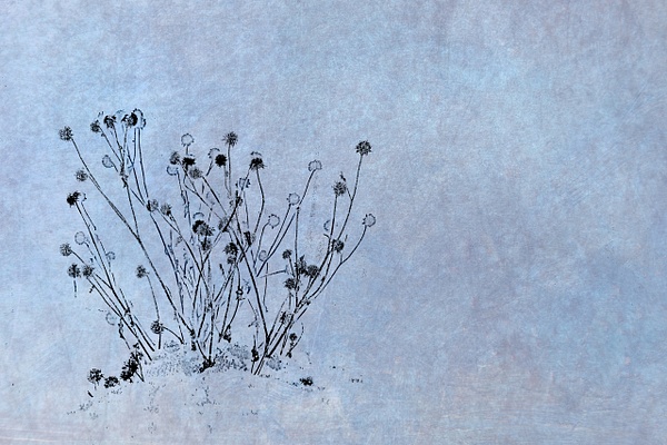 untitled-3 - Transient Beauty - Stephen Heidel Photography
