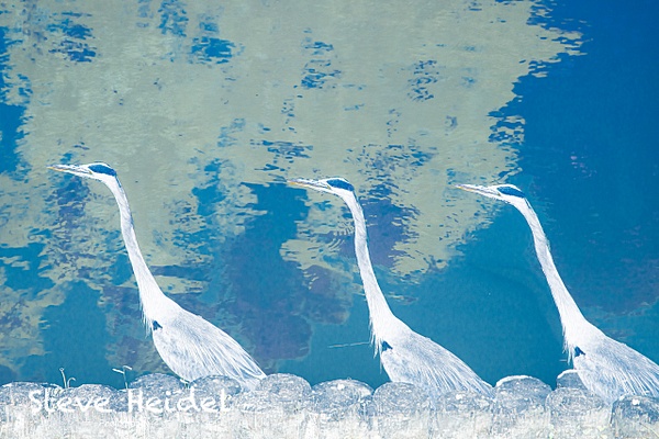 untitled-11 - Natural Rhythms - Stephen Heidel Photography