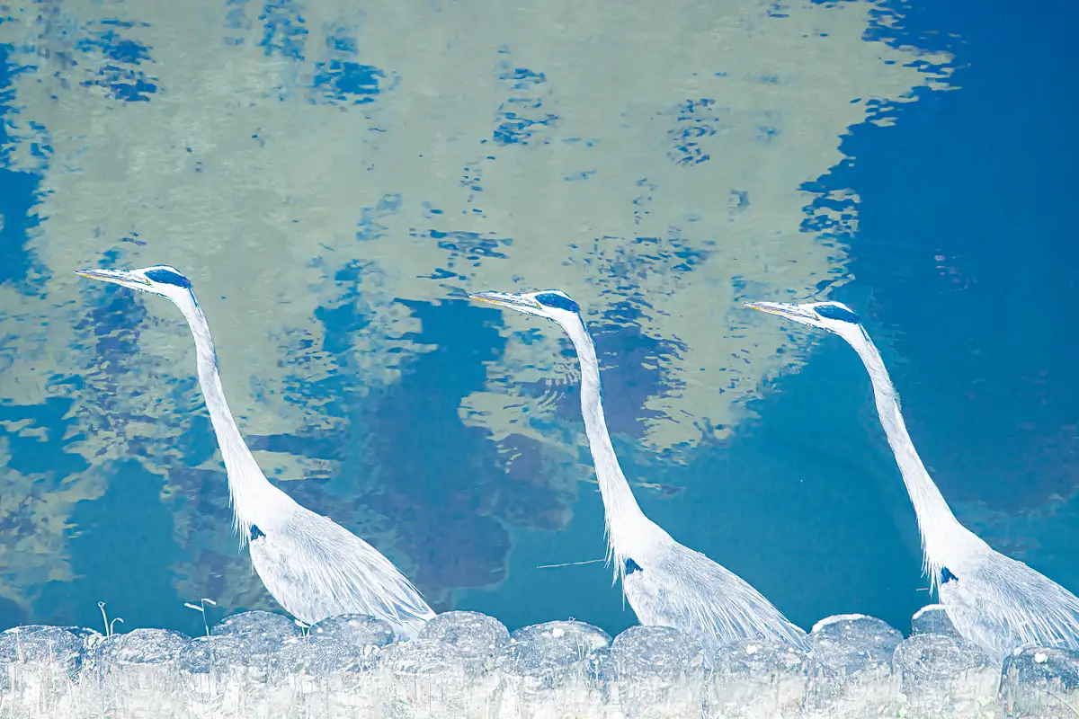 Stephen Heidel Photography