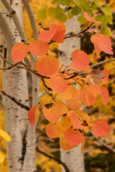 untitled-17 - Majestic Idaho - Stephen Heidel Photography