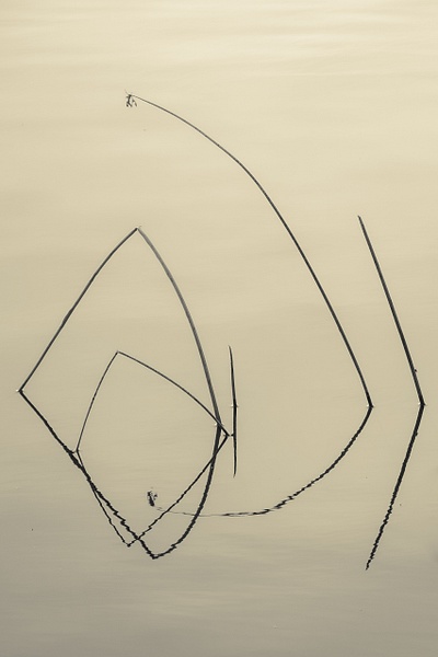 untitled-4 - Transient Beauty - Stephen Heidel Photography