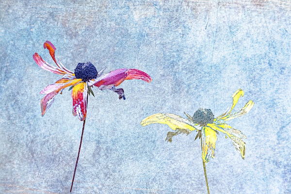 untitled-9 - Transient Beauty - Stephen Heidel Photography