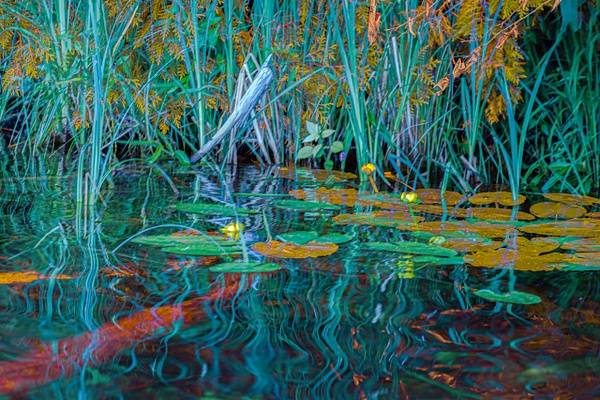 untitled-13 - Natural Rhythms - Stephen Heidel Photography