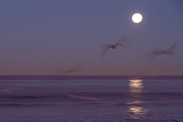 untitled - Natural Rhythms - Stephen Heidel Photography